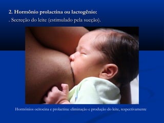 2. Hormônio prolactina ou lactogênio:
. Secreção do leite (estimulado pela sucção).




   Hormônios ocitocina e prolactina: eliminação e produção do leite, respectivamente
 