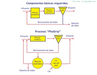 F.C.B., U.A.N.L. - Dr. Hugo Alberto Luna
       Componentes básicos requeridos
 Influente                                       Tanque    Efluente
                             Reactor              sed.
              Reactor        aeróbico
             anaeóbico



                    Recirculación de lodos
                                                               Desecho
                                                               de lodos


                   Procesos “PhoStrip”
Influente                                 Tanque          Efluente
                Reactor
                                           sed.
                aeróbico




               Reciclamiento de lodos




               Reactor                    FT
              anaeróbico                con pH
                                         alto

Desecho de lodos               Cal
 