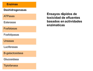 Enzimas

Deshidrogenasas
                  Ensayos rápidos de
ATPasas
                  toxicidad de efluentes
Esterasas         basados en actividades
                  enzimaticas
Fosfatasas

Fosfolipasas

Ureasas

Luciferasas

B-galactosidasa

Glucosidasa

Tiptofanasa
 