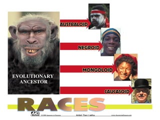 Races – Australoid to
Caucasoid
 