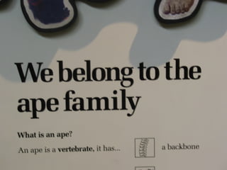 UK – We belong to ape family
 