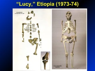 “Lucy,” Etiopia (1973-74)
 