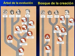 Evolution tree & creation forest
Bosque de la creaciónÁrbol de la evolución
 
