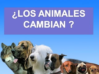 Do Animals Change? 01144
 