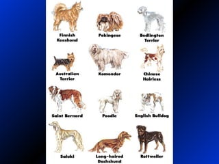 Dog Varieties 1
 