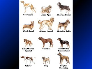 Dog Varieties 2
 