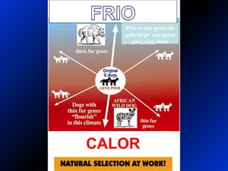 CALOR
Perros con genes de
pelo largo son aptos
para este clima
 