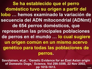 Q 910 Savolainen, et.al
Se ha establecido que el perro
doméstico tuvo su origen a partir del
lobo … hemos examinado la variación de
secuencia del ADN mitocondrial (ADNmt)
de 654 perros domésticos, que
representan las principales poblaciones
de perros en el mundo … lo cual sugiere
un origen común en un mismo acervo
genético para todas las poblaciones de
perros.
Q 910
Savolainen, et.al., ‘Genetic Evidence for an East Asian origin
of Domestic Dogs,’ Science, Vol 298:5598, 22 Nov 2002,
pp 1610-1613.
 
