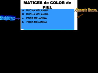 A&E-Shades skin colorA MUCHA MELANINA
B MUCHA MELANINA
a POCA MELANINA
b POCA MELANINA
 