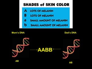 A&E-Shades skin color
Mom’s DNA Dad’s DNA
AB
AB
AABB
 