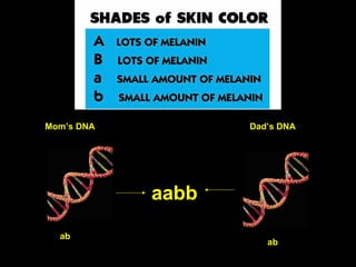 A&E-Shades skin color
Mom’s DNA Dad’s DNA
ab
ab
aabb
 