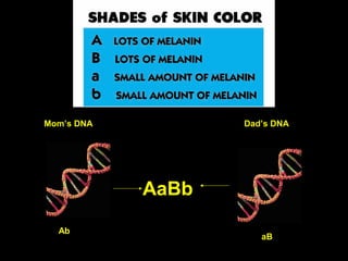 A&E-Shades skin color
Mom’s DNA Dad’s DNA
Ab
aB
AaBb
 