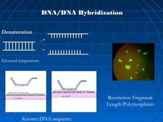 DNA/DNA Hybridization
Denaturation
Elevated temperature
Known DNA sequence
Restriction Fragment
Length Polymorphism
 