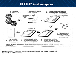 RFLP techniques
 