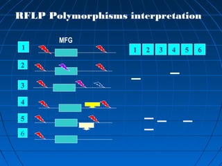 3
6
2
61 2 43 5
4
5
1
MFG
RFLP Polymorphisms interpretation
 