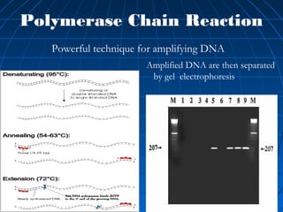 Polymerase Chain Reaction
Powerful technique for amplifying DNA
Amplified DNA are then separated
by gel electrophoresis
 