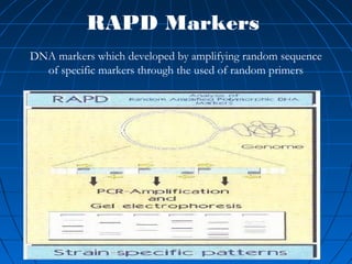 RAPD Markers
DNA markers which developed by amplifying random sequence
of specific markers through the used of random primers
 