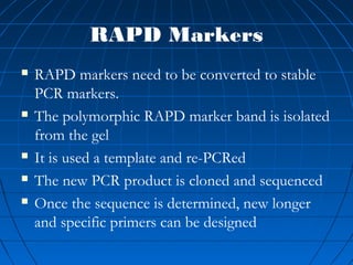 RAPD Markers
 RAPD markers need to be converted to stable
PCR markers.
 The polymorphic RAPD marker band is isolated
from the gel
 It is used a template and re-PCRed
 The new PCR product is cloned and sequenced
 Once the sequence is determined, new longer
and specific primers can be designed
 