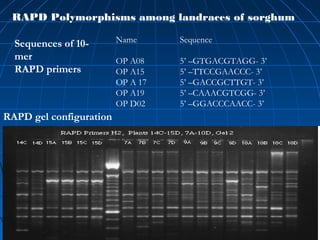 RAPD Polymorphisms among landraces of sorghum
M
Sequences of 10-
mer
RAPD primers
Name Sequence
OP A08 5’ –GTGACGTAGG- 3’
OP A15 5’ –TTCCGAACCC- 3’
OP A 17 5’ –GACCGCTTGT- 3’
OP A19 5’ –CAAACGTCGG- 3’
OP D02 5’ –GGACCCAACC- 3’
RAPD gel configuration
 
