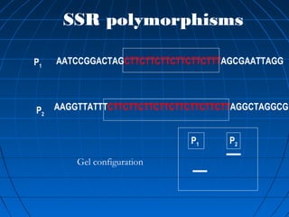 AATCCGGACTAGCTTCTTCTTCTTCTTCTTTAGCGAATTAGGP1
AAGGTTATTTCTTCTTCTTCTTCTTCTTCTTCTTAGGCTAGGCGP2
P1 P2
SSR polymorphisms
Gel configuration
 