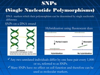 SNPs
(Single Nucleotide Polymorphisms)
Any two unrelated individuals differ by one base pair every 1,000
or so, referred to as SNPs.
Many SNPs have no effect on cell function and therefore can be
used as molecular markers.
Hybridization using fluorescent dyes
SNPs on a DNA strand
DNA markers which their polymorphism can be determined by single nucleotide
difference
 