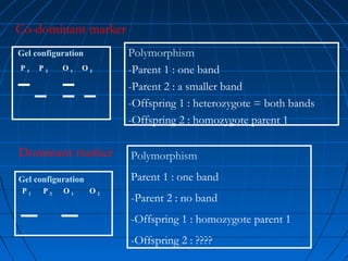 Polymorphism
-Parent 1 : one band
-Parent 2 : a smaller band
-Offspring 1 : heterozygote = both bands
-Offspring 2 : homozygote parent 1
Polymorphism
Parent 1 : one band
-Parent 2 : no band
-Offspring 1 : homozygote parent 1
-Offspring 2 : ????
P 2P 1 O 2O 1
Gel configuration
Co-dominant marker
P 2
Gel configuration
P 1 O 1 O 2
Dominant marker
 