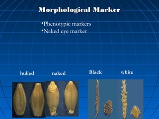 Morphological MarkerMorphological Marker
hulled naked Black white
•Phenotypic markers
•Naked eye marker
 