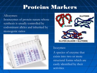 Allozymes:
Isoenzymes of protein nature whose
synthesis is usually controlled by
codominant alleles and inherited by
monogenic ratios
Isozymes:
A species of enzyme that
exists into two or more
structural forms which are
easily identified by their
activities
Proteins Markers
 
