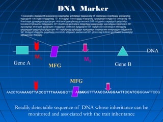 DNA
Gene A Gene B
AACCTGAAAAGTTACCCTTTAAAGGCTTAAGGAAAAAGGGTTTAACCAAGGAATTCCATCGGGAATTCCG
MFG
1 ccacgcgtcc gtgaggactt gcaagcgccg cggatggtgg gctctgtggc tgggaacatg 61 ctgctgcgag ccgcttggag gcgggcgtcg
ttggcggcta cctccttggc cctgggaagg 121 tcctcggtgc ccacccgggg actgcgcctg cgcgtgtaga tcatggcccc cattcgcctg 181
ttcactcaga ggcagaggca gtgctgcgac ctctctacat ggacgtacag gccaccactc 241 ctctggatcc cagagtgctt gatgccatgc
tcccatacct tgtcaactac tatgggaacc 301 ctcattctcg gactcatgca tatggctggg agagcgaggc agccatggaa cgtgctcgcc 361
agcaagtagc atctctgatt ggagctgatc ctcgggagat cattttcact agtggagcta 421 ctgagtccaa caacatagca attaaggtag
gaggagggat ggggatgttg tgtggccgac 481 agttgtgagg ggttgtggga agatggaagc cagaagcaaa aaagagggaa cctgacacta
541 tttctggctt cttgggttta gcgattagtg cccctctctc atttgaactc aactacccat 601 gtctccctag ttctttctct gcctttaaaa aaaaatgtgt
ggaggacagc tttgtggag
MFG
DNA Marker
M1 M2
Readily detectable sequence of DNA whose inheritance can be
monitored and associated with the trait inheritance
 