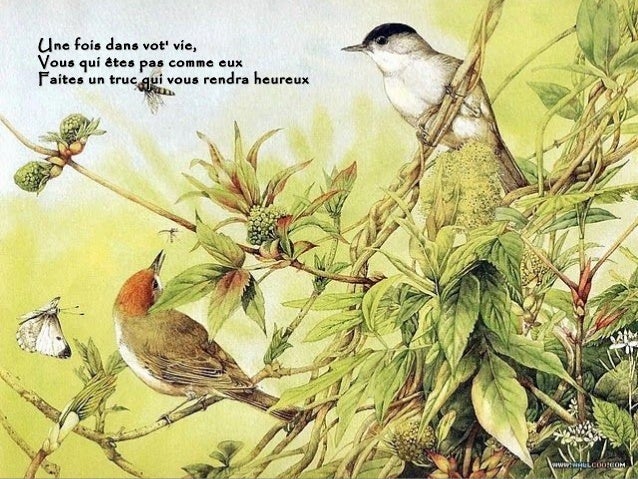 2011 perret pierre - ouvrez la cage aux oiseaux