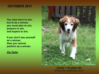 OKTOBER 2011



You were born to win,
but to be a winner,
you must plan to win,
prepare to win,
and expect to win.

If you don't see yourself
as a winner,
then you cannot
perform as a winner.

Zig Ziglar




                             Candy > 15 years old
                            (Photo from September 2011)
 