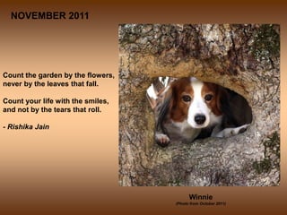 NOVEMBER 2011




Count the garden by the flowers,
never by the leaves that fall.

Count your life with the smiles,
and not by the tears that roll.

- Rishika Jain




                                         Winnie
                                   (Photo from October 2011)
 