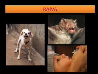 RAIVA
 