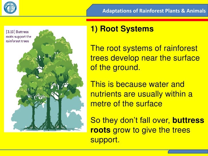 2011 year 8 geography rainforests adaptations