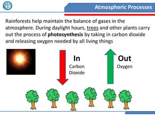 Atmospheric Processes

Rainforests help maintain the balance of gases in the
atmosphere. During daylight hours, trees and other plants carry
out the process of photosynthesis by taking in carbon dioxide
and releasing oxygen needed by all living things


                             In                  Out
                           Carbon               Oxygen
                           Dioxide
 