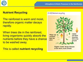 Lithosphere & Biotic Processes in the Rainforests



Nutrient Recycling

The rainforest is warm and moist,
therefore organic matter decays
rapidly.

When trees die in the rainforest,
living organisms quickly absorb the
nutrients before they have a chance
to be washed away.

This is called nutrient recycling
 