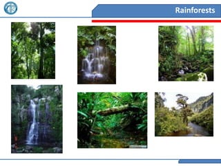Rainforests
 