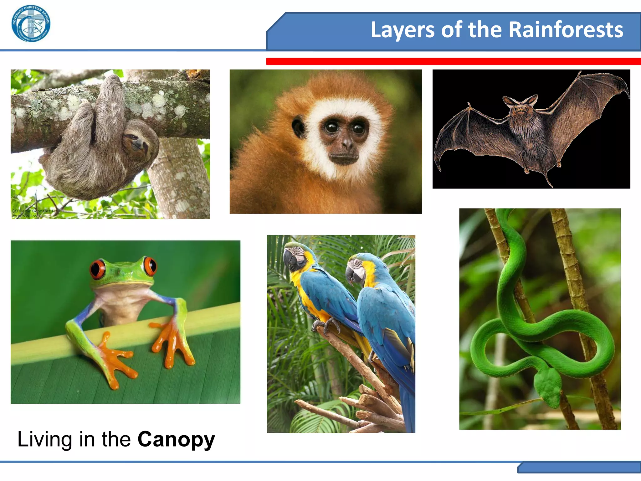 2011 year 8 geography - rainforests - layers | PDF