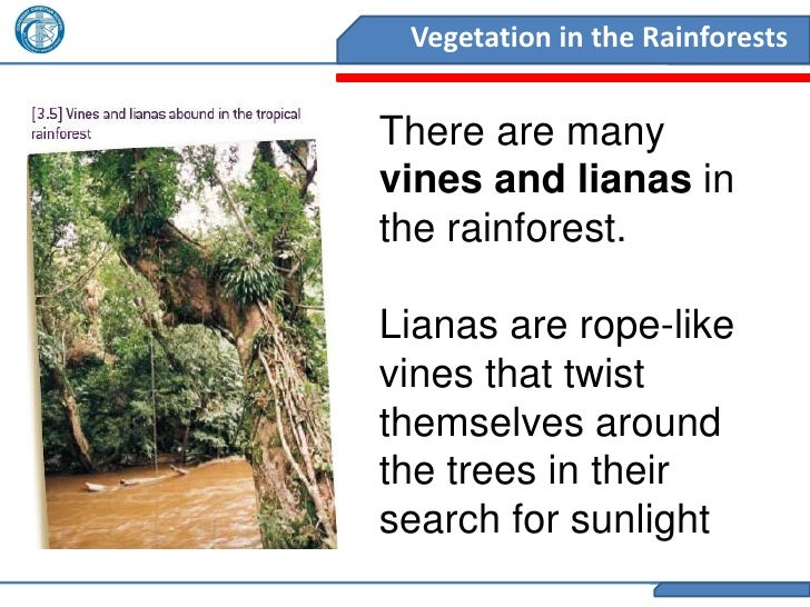 2011 year 8 geography rainforests vegetation
