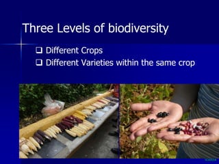 Participatory Plant Breeding, Biodiversity, Genetic Resources, Gender and Climate Changes