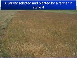 Participatory Plant Breeding, Biodiversity, Genetic Resources, Gender and Climate Changes