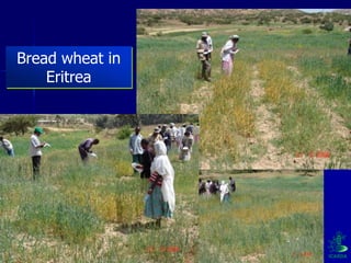 Participatory Plant Breeding, Biodiversity, Genetic Resources, Gender and Climate Changes