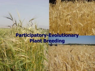 Participatory Plant Breeding, Biodiversity, Genetic Resources, Gender and Climate Changes