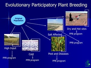 Participatory Plant Breeding, Biodiversity, Genetic Resources, Gender and Climate Changes