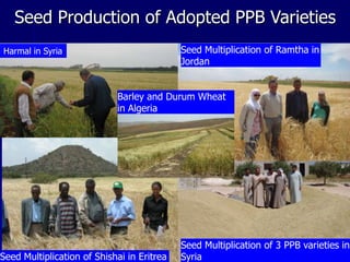 Participatory Plant Breeding, Biodiversity, Genetic Resources, Gender and Climate Changes
