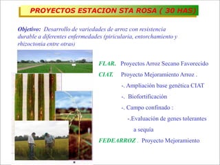 Impacto de la investigación del CIAT en los Llanos. Colombia
