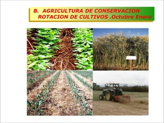 Impacto de la investigación del CIAT en los Llanos. Colombia