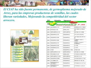 Impacto de la investigación del CIAT en los Llanos. Colombia