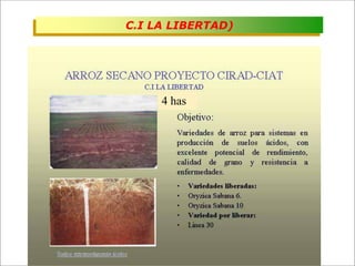Impacto de la investigación del CIAT en los Llanos. Colombia