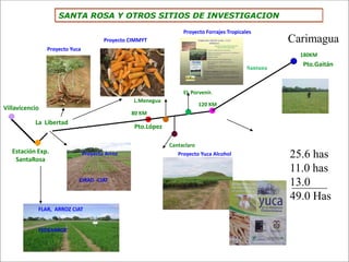 Impacto de la investigación del CIAT en los Llanos. Colombia